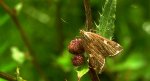 Omacnica byliczanka (Loxostege sticticalis)