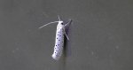 Namiotnik czeremszaczek (Yponomeuta evonymella)
