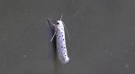 Namiotnik czeremszaczek (Yponomeuta evonymella)