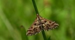 Diasemia reticularis