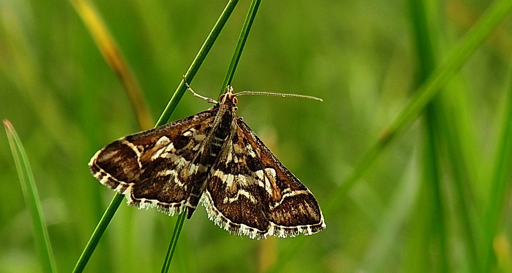 Diasemia reticularis