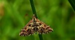 Diasemia reticularis