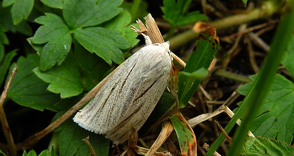 Włócznica białożyłka (Simyra albovenosa)