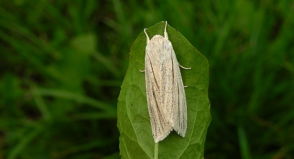 Włócznica białożyłka (Simyra albovenosa)
