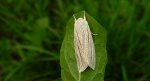 Włócznica białożyłka (Simyra albovenosa)