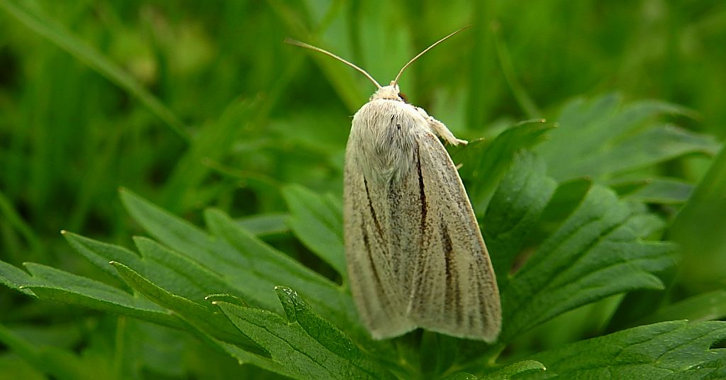 Włócznica białożyłka (Simyra albovenosa)