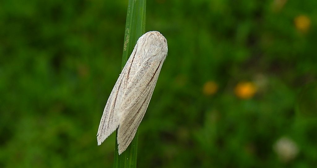Włócznica białożyłka (Simyra albovenosa)
