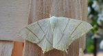 Bodzieniec bzowiak (Ourapteryx sambucaria)