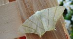 Bodzieniec bzowiak (Ourapteryx sambucaria)