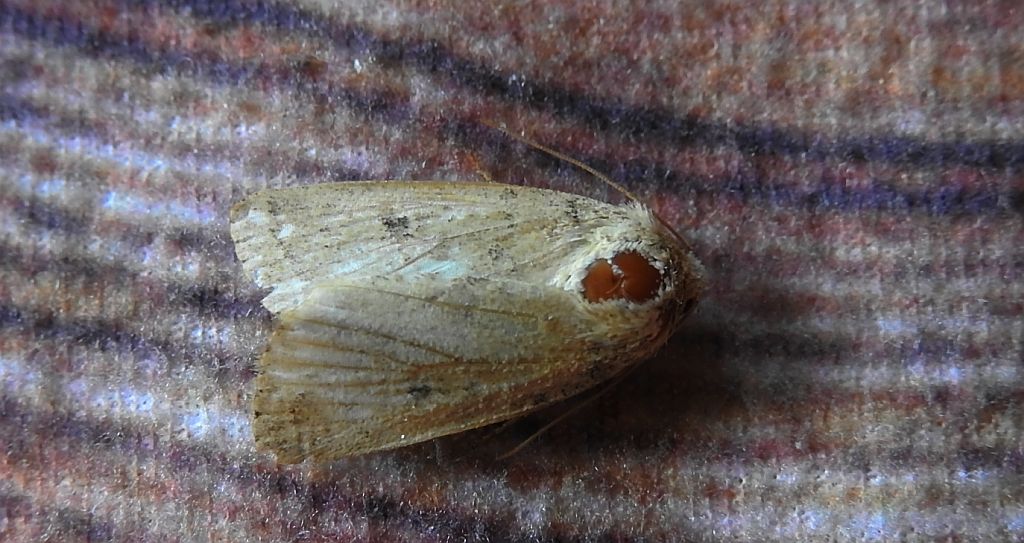 Archanara dissoluta
