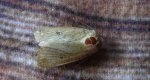 Archanara dissoluta