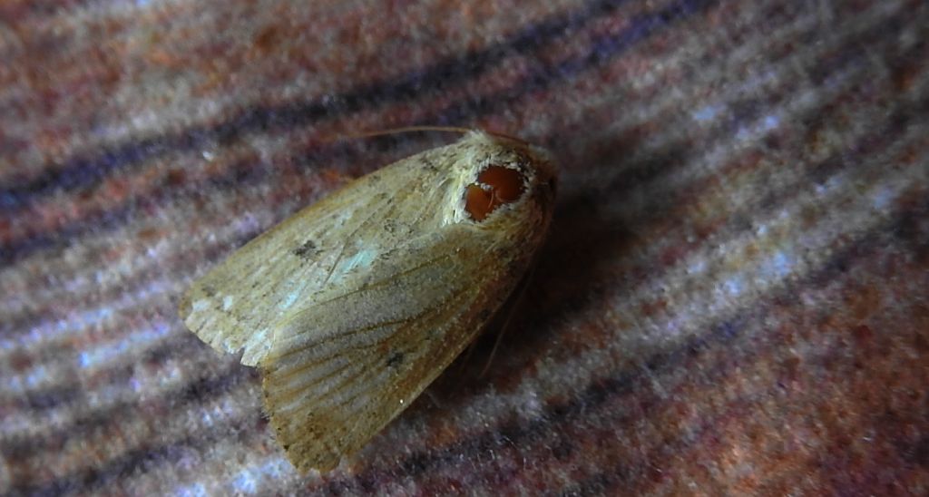 Archanara dissoluta