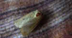 Archanara dissoluta