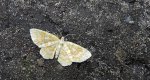 Hydrelia żółtokreska (Hydrelia flammeolaria)