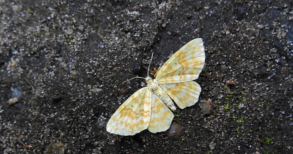 Hydrelia żółtokreska (Hydrelia flammeolaria)