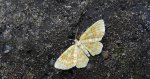 Hydrelia żółtokreska (Hydrelia flammeolaria)