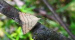 Polypogon tentacularia