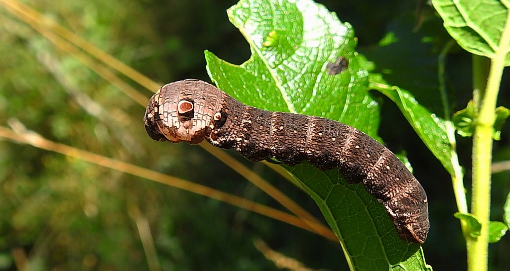 Zmrocznik gładysz (Deilephila elpenor)