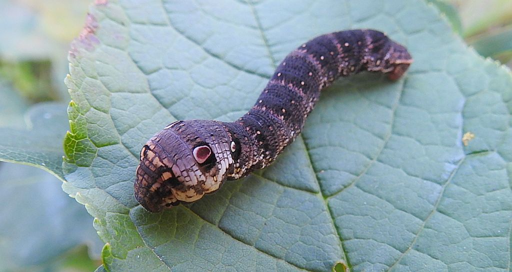 Zmrocznik gładysz (Deilephila elpenor)