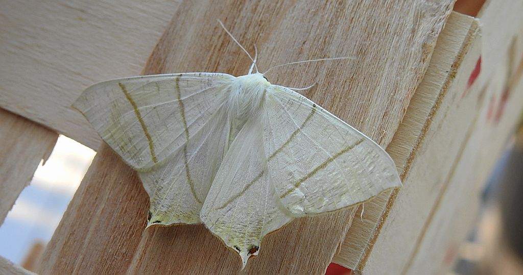 Bodzieniec bzowiak (Ourapteryx sambucaria)