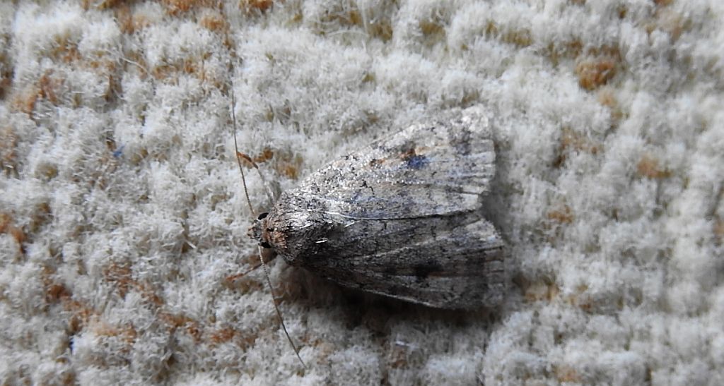 Athetis pallustris