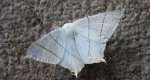 Bodzieniec bzowiak (Ourapteryx sambucaria)