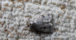 Athetis pallustris