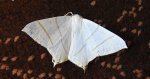 Bodzieniec bzowiak (Ourapteryx sambucaria)