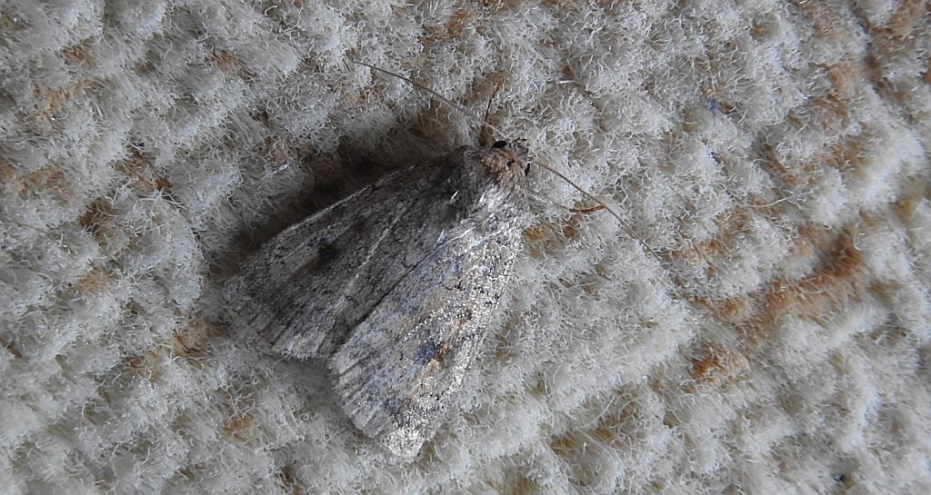 Athetis pallustris
