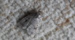 Athetis pallustris