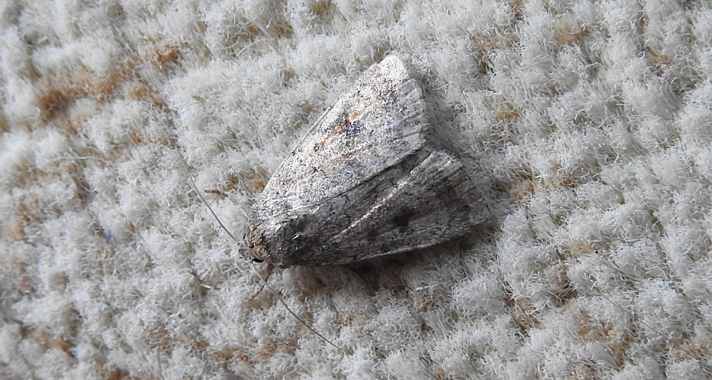 Athetis pallustris