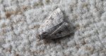 Athetis pallustris
