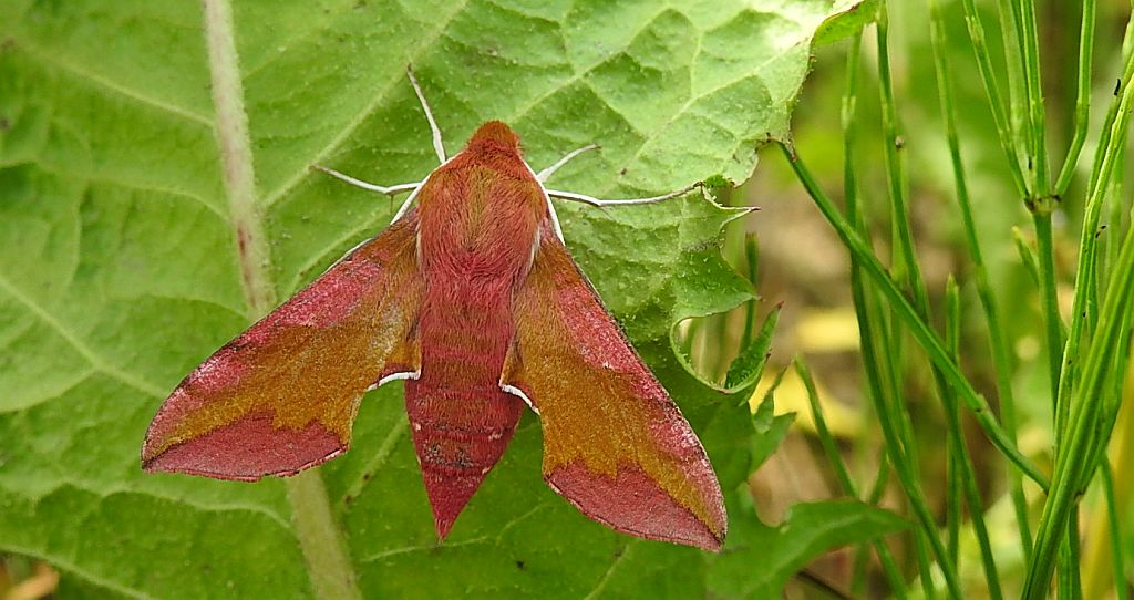 Zmrocznik pazik (Deilephila porcellus syn. Pergesa porcellus)