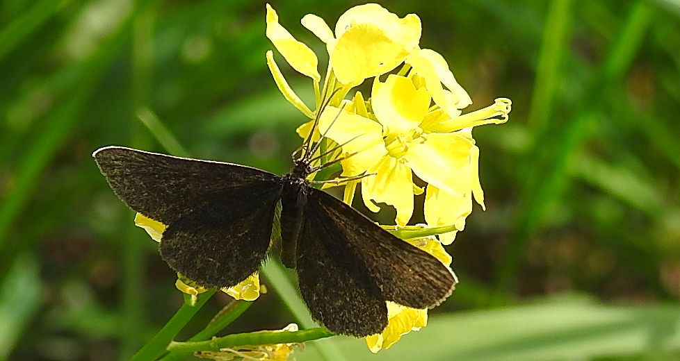 Biesek murzynek (Odezia atrata)