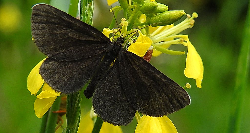 Biesek murzynek (Odezia atrata)