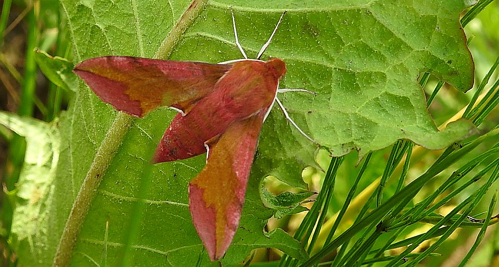 Zmrocznik pazik (Deilephila porcellus syn. Pergesa porcellus)
