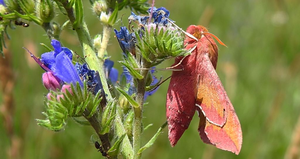 Zmrocznik pazik (Deilephila porcellus syn. Pergesa porcellus)