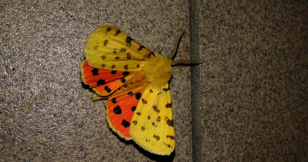 Niedźwiedziówka purpurka (Rhyparia purpurata)