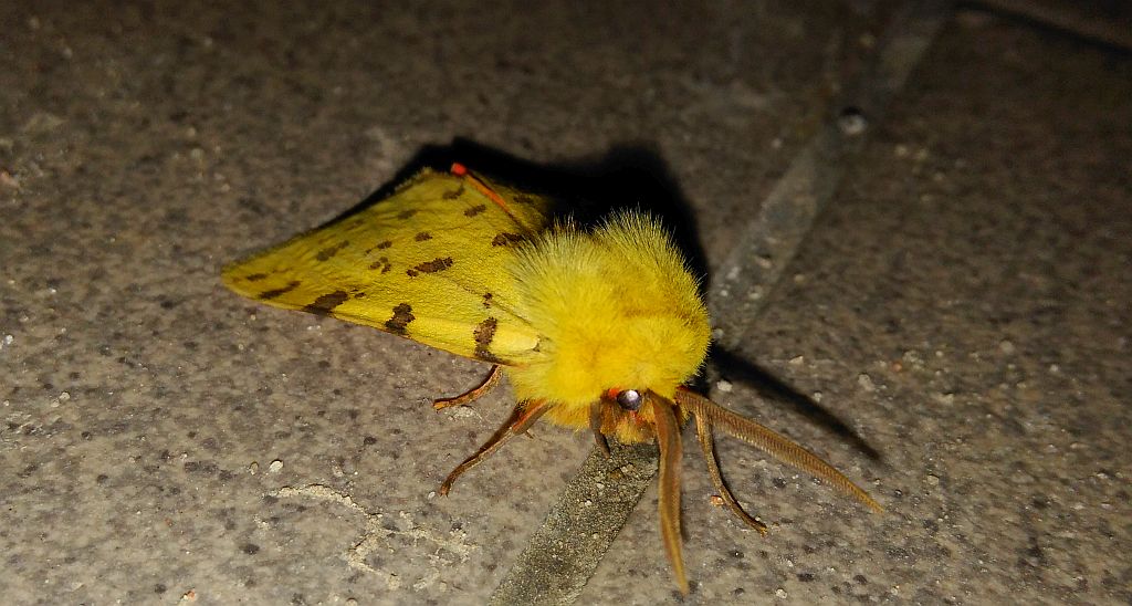 Niedźwiedziówka purpurka (Rhyparia purpurata)