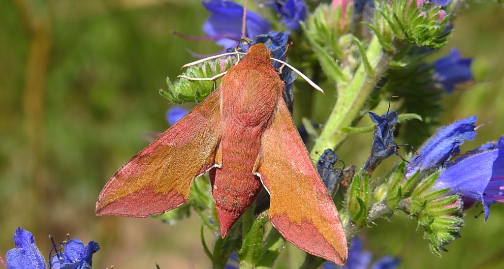 Zmrocznik pazik (Deilephila porcellus syn. Pergesa porcellus)