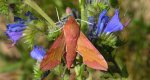 Zmrocznik pazik (Deilephila porcellus syn. Pergesa porcellus)