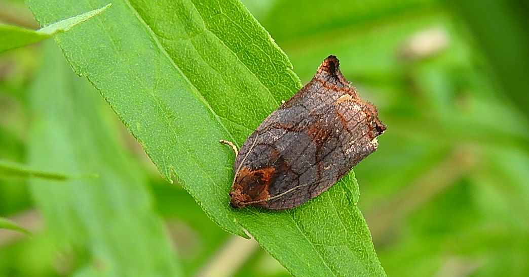 Zwójka rdzaweczka (Archips podana)