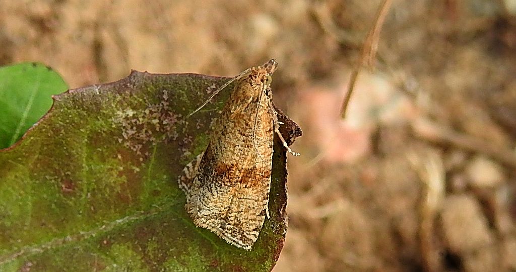 Celypha striana