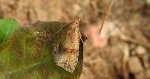 Celypha striana