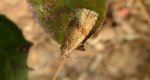 Celypha striana