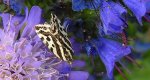 Polnica szachowniczka (Acontia /Emmelia/ trabealis)