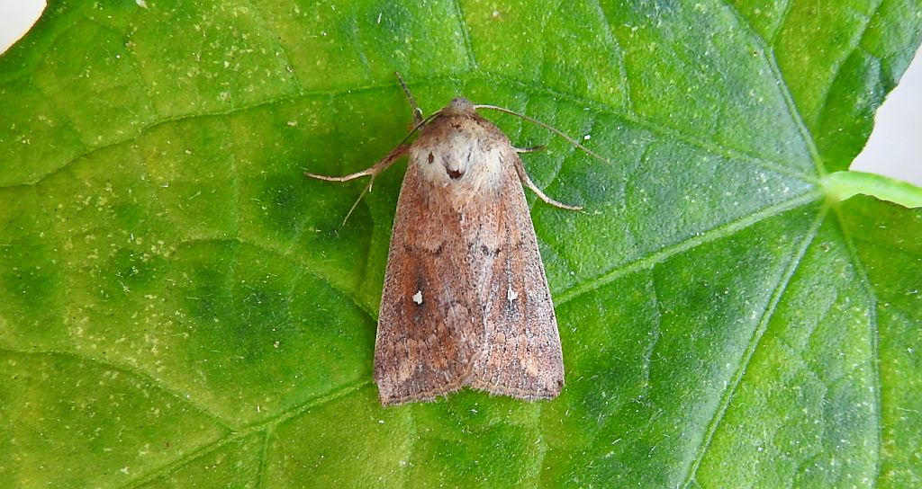 Piętnówka białokropka (Mythimna albipuncta)