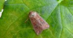 Piętnówka białokropka (Mythimna albipuncta)