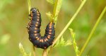 Kapturnica mrocznica (Cucullia lucifuga)