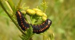 Kapturnica mrocznica (Cucullia lucifuga)